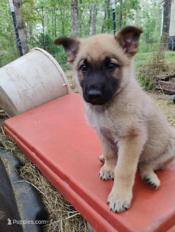 Sable zamah 3 – Belgian Malinois, German Shepherd Dog puppy for sale in Calico Rock, AR