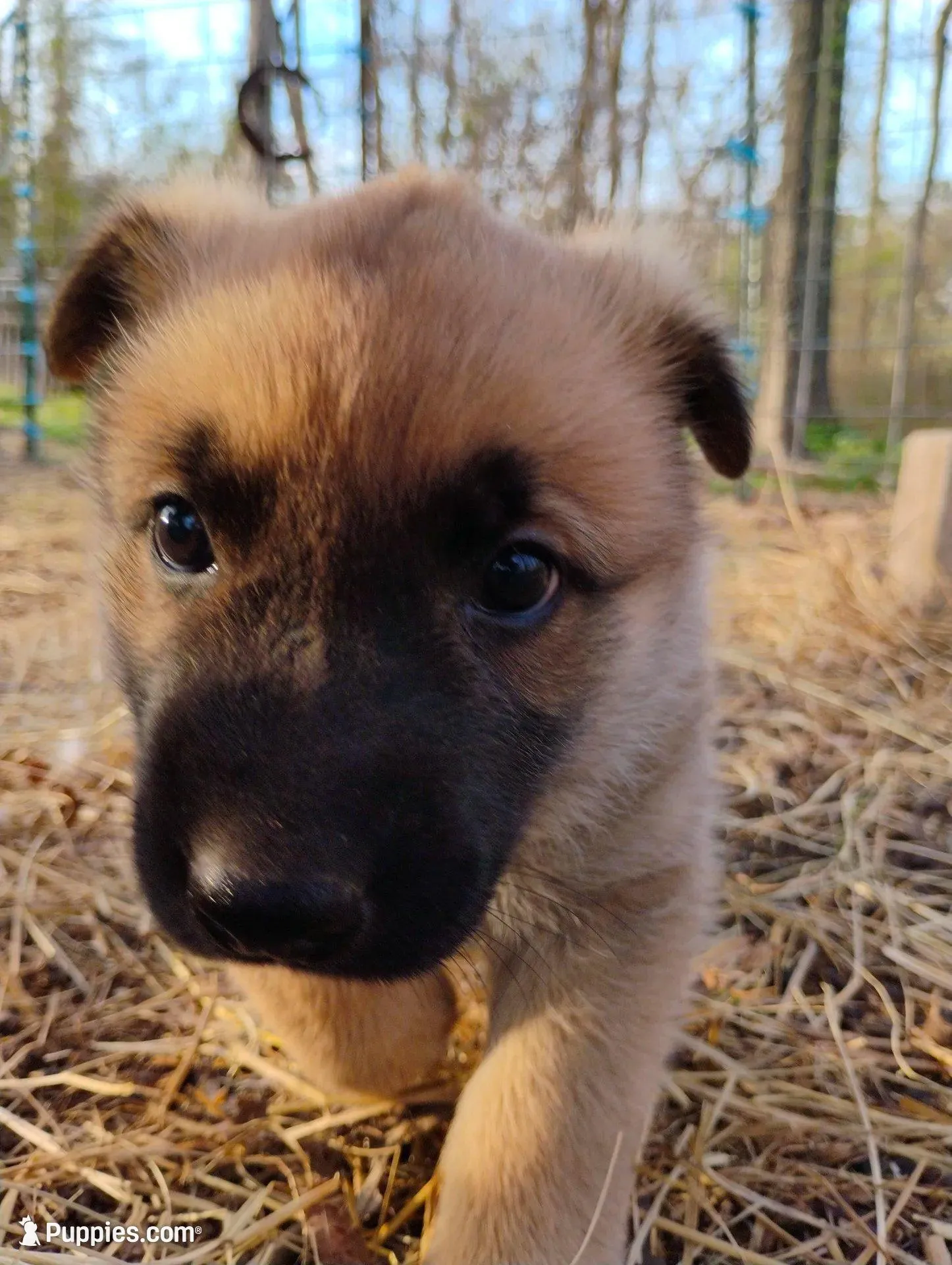 Sable zamah 3 – Belgian Malinois, German Shepherd Dog puppy for sale in Calico Rock, AR