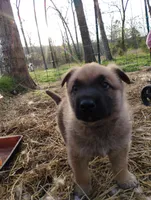 Sable zamah 3, a male Belgian Malinois and German Shepherd Dog for sale in Calico Rock, AR – Photo 2 of 4