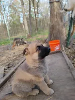 Sable zamah 3, a male Belgian Malinois and German Shepherd Dog for sale in Calico Rock, AR – Photo 3 of 4