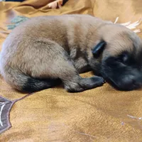 Sable zamah 3, a male Belgian Malinois and German Shepherd Dog for sale in Calico Rock, AR – Photo 4 of 4