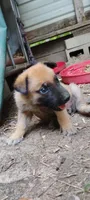 Lyric2, a female Belgian Malinois and German Shepherd Dog for sale in Calico Rock, AR – 2 of 3