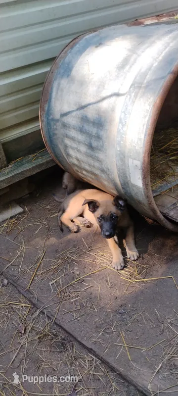 Shema 5 – Belgian Malinois, German Shepherd Dog puppy for sale in Calico Rock, AR