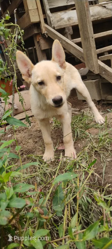 Zaddok – Belgian Malinois, German Shepherd Dog puppy for sale in Calico Rock, AR