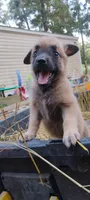 Shema 11, a female Belgian Malinois and German Shepherd Dog for sale in Calico Rock, AR – 4 of 5