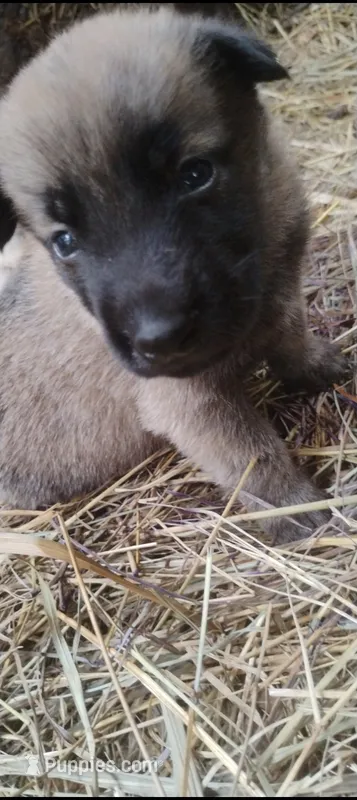 Shema 7 – Belgian Malinois, German Shepherd Dog puppy for sale in Calico Rock, AR