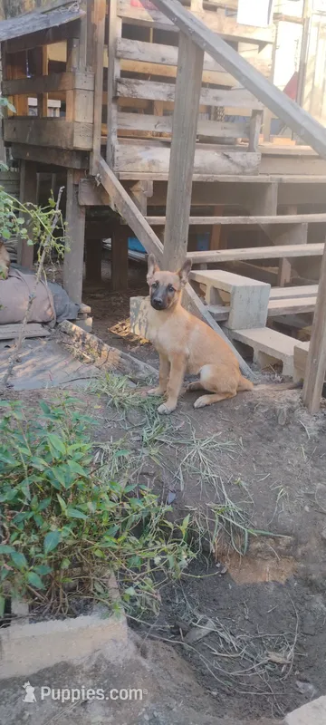 Vega – Belgian Malinois, German Shepherd Dog puppy for sale in Calico Rock, AR