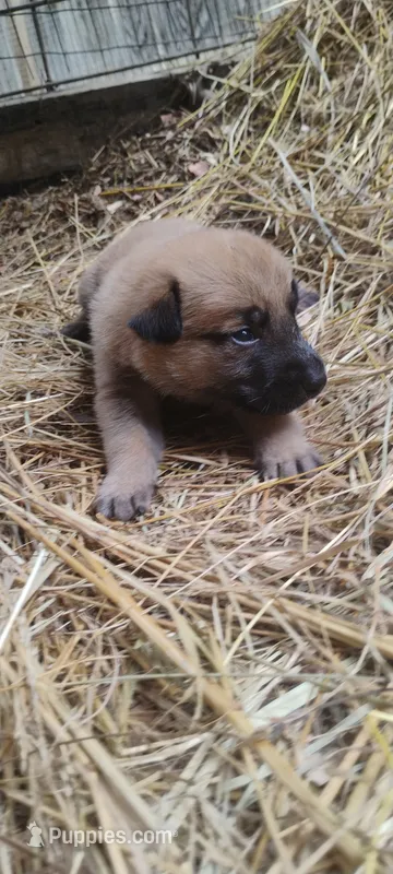 Shema 8 – Belgian Malinois, German Shepherd Dog puppy for sale in Calico Rock, AR