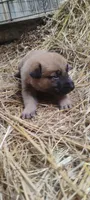 Shema 8, a male Belgian Malinois and German Shepherd Dog for sale in Calico Rock, AR – 6 of 7