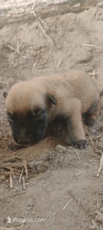 Lyric3 – Belgian Malinois, German Shepherd Dog puppy for sale in Calico Rock, AR