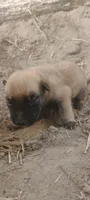 Lyric3, a male Belgian Malinois and German Shepherd Dog for sale in Calico Rock, AR – 4 of 4