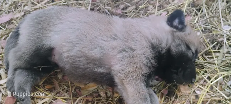 Shema 9 – Belgian Malinois, German Shepherd Dog puppy for sale in Calico Rock, AR