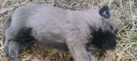 Shema 9, a male Belgian Malinois and German Shepherd Dog for sale in Calico Rock, AR – 5 of 5