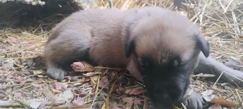 Shema 11 – Belgian Malinois, German Shepherd Dog puppy for sale in Calico Rock, AR