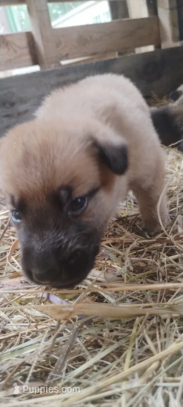 Shema 6 – Belgian Malinois, German Shepherd Dog puppy for sale in Calico Rock, AR