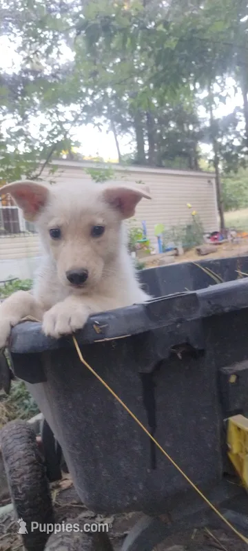 Shema 2 – Belgian Malinois, German Shepherd Dog puppy for sale in Calico Rock, AR