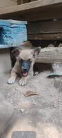 Shema 11, a female Belgian Malinois and German Shepherd Dog for sale in Calico Rock, AR – 2 of 5