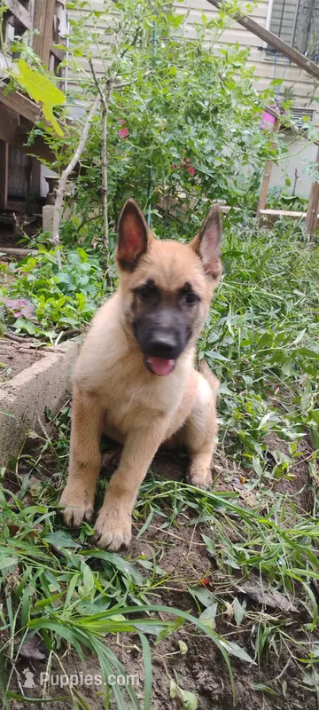 Saber  – Belgian Malinois, German Shepherd Dog puppy for sale in Calico Rock, AR