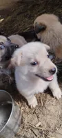 Shema 2, a male Belgian Malinois and German Shepherd Dog for sale in Calico Rock, AR – 5 of 5