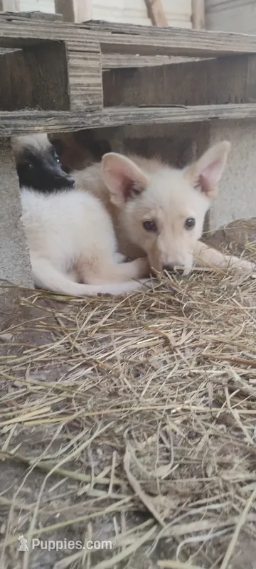 Shema 2 – Belgian Malinois, German Shepherd Dog puppy for sale in Calico Rock, AR