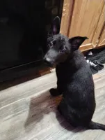 Black 2 ekmet, a male Belgian Malinois and German Shepherd Dog for sale in Calico Rock, AR – 2 of 10