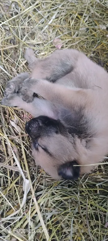 Shema 10 – Belgian Malinois, German Shepherd Dog puppy for sale in Calico Rock, AR
