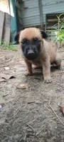 Lyric3, a male Belgian Malinois and German Shepherd Dog for sale in Calico Rock, AR – 3 of 4