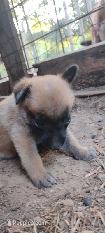Shema 6 – Belgian Malinois, German Shepherd Dog puppy for sale in Calico Rock, AR