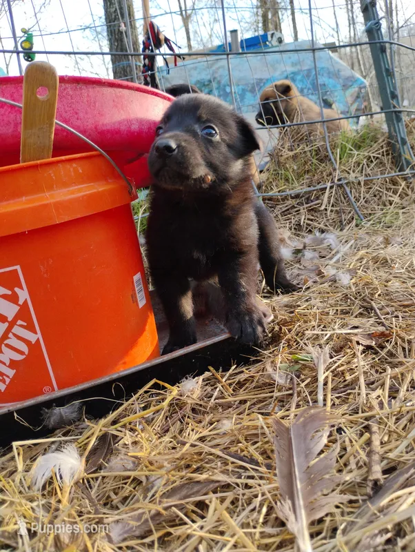 Black 2 ekmet – Belgian Malinois, German Shepherd Dog puppy for sale in Calico Rock, AR