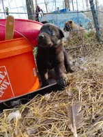 Black 2 ekmet, a male Belgian Malinois and German Shepherd Dog for sale in Calico Rock, AR – Photo 1 of 3