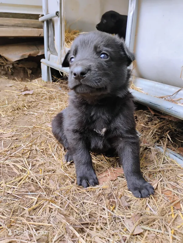 Black 2 ekmet – Belgian Malinois, German Shepherd Dog puppy for sale in Calico Rock, AR
