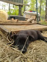 Black 2 ekmet, a male Belgian Malinois and German Shepherd Dog for sale in Calico Rock, AR – 8 of 10
