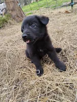 Black 2 ekmet, a male Belgian Malinois and German Shepherd Dog for sale in Calico Rock, AR – 6 of 10