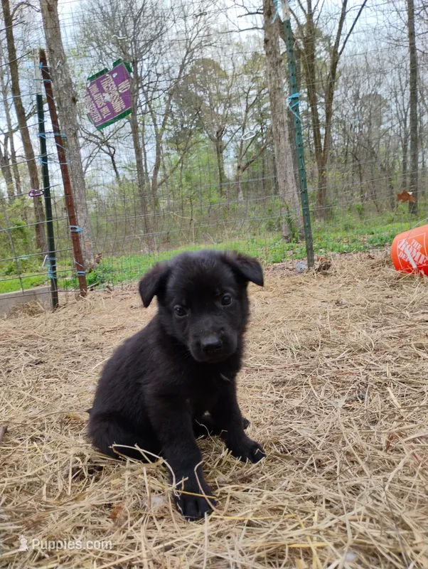 Black 2 ekmet – Belgian Malinois, German Shepherd Dog puppy for sale in Calico Rock, AR