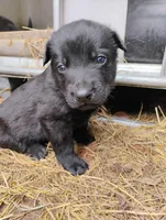 Black 2 ekmet, a male Belgian Malinois and German Shepherd Dog for sale in Calico Rock, AR – Photo 2 of 3
