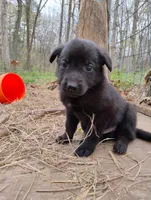 Black 2 ekmet, a male Belgian Malinois and German Shepherd Dog for sale in Calico Rock, AR – 7 of 10