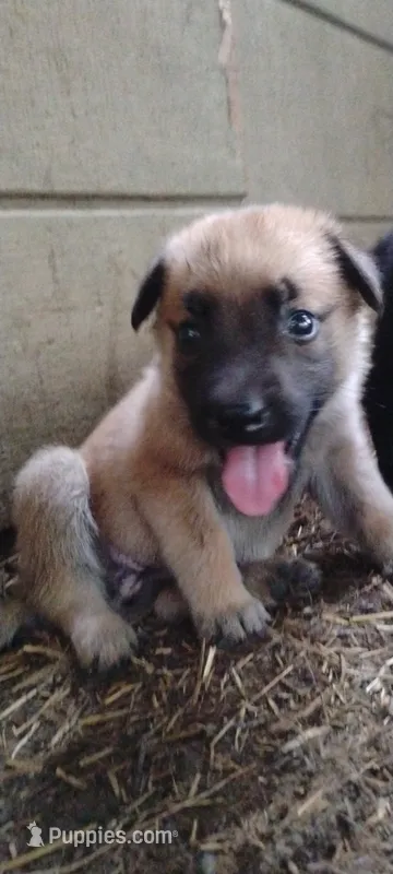 Shema 10 – Belgian Malinois, German Shepherd Dog puppy for sale in Calico Rock, AR