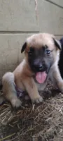Shema 10, a female Belgian Malinois and German Shepherd Dog for sale in Calico Rock, AR – 4 of 7