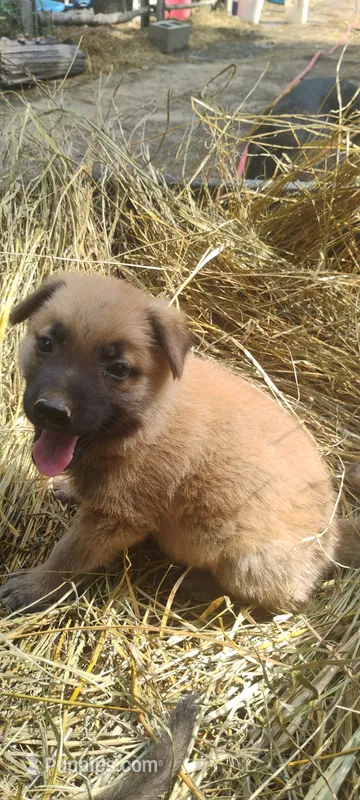 Shema 7 – Belgian Malinois, German Shepherd Dog puppy for sale in Calico Rock, AR