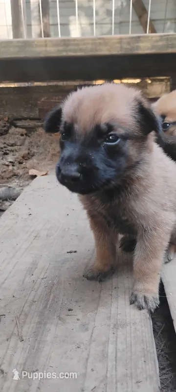 Lyric3 – Belgian Malinois, German Shepherd Dog puppy for sale in Calico Rock, AR
