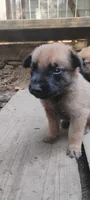 Lyric3, a male Belgian Malinois and German Shepherd Dog for sale in Calico Rock, AR – 2 of 4