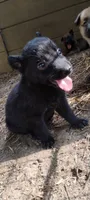 Shema 4, a female Belgian Malinois and German Shepherd Dog for sale in Calico Rock, AR – 1 of 5