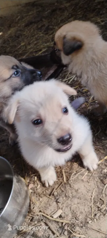 Shema 2 – Belgian Malinois, German Shepherd Dog puppy for sale in Calico Rock, AR