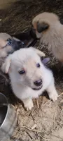 Shema 2, a male Belgian Malinois and German Shepherd Dog for sale in Calico Rock, AR – 1 of 5