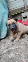 Lyric3, a male Belgian Malinois and German Shepherd Dog for sale in Calico Rock, AR – 1 of 4