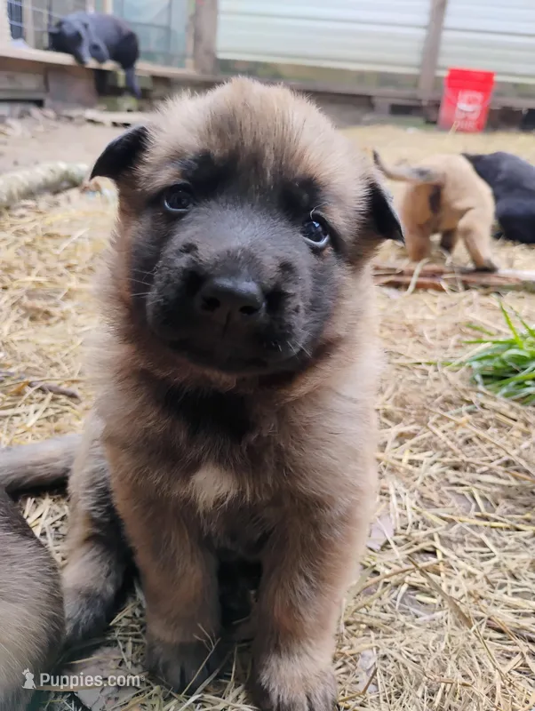 Sable ekmet 1 – Belgian Malinois, German Shepherd Dog puppy for sale in Calico Rock, AR