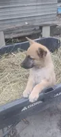 Shema 8, a male Belgian Malinois and German Shepherd Dog for sale in Calico Rock, AR – 5 of 7