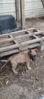Lyric3, a male Belgian Malinois and German Shepherd Dog for sale in Calico Rock, AR – 6 of 6