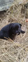 Shema 4, a female Belgian Malinois and German Shepherd Dog for sale in Calico Rock, AR – 5 of 5
