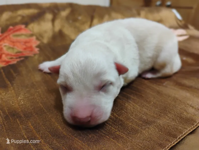 Shema 1 – Belgian Malinois, German Shepherd Dog puppy for sale in Calico Rock, AR